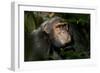 Africa, Uganda, Kibale National Park. An adult male chimpanzee looks upward.-Kristin Mosher-Framed Photographic Print