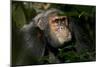 Africa, Uganda, Kibale National Park. An adult male chimpanzee looks upward.-Kristin Mosher-Mounted Photographic Print