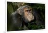 Africa, Uganda, Kibale National Park. An adult male chimpanzee looks upward.-Kristin Mosher-Framed Photographic Print