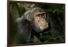 Africa, Uganda, Kibale National Park. An adult male chimpanzee looks upward.-Kristin Mosher-Framed Photographic Print