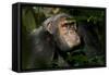 Africa, Uganda, Kibale National Park. An adult male chimpanzee looks upward.-Kristin Mosher-Framed Stretched Canvas