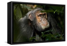 Africa, Uganda, Kibale National Park. An adult male chimpanzee looks upward.-Kristin Mosher-Framed Stretched Canvas