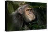 Africa, Uganda, Kibale National Park. An adult male chimpanzee looks upward.-Kristin Mosher-Stretched Canvas