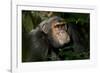 Africa, Uganda, Kibale National Park. An adult male chimpanzee looks upward.-Kristin Mosher-Framed Photographic Print