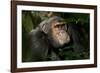 Africa, Uganda, Kibale National Park. An adult male chimpanzee looks upward.-Kristin Mosher-Framed Photographic Print