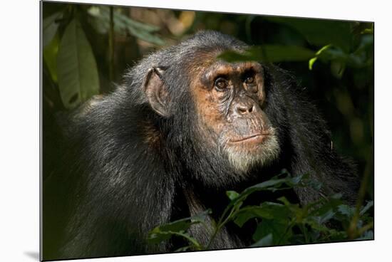 Africa, Uganda, Kibale National Park. An adult male chimpanzee looks upward.-Kristin Mosher-Mounted Photographic Print