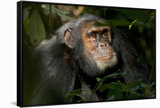 Africa, Uganda, Kibale National Park. An adult male chimpanzee looks upward.-Kristin Mosher-Framed Stretched Canvas