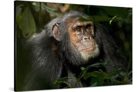 Africa, Uganda, Kibale National Park. An adult male chimpanzee looks upward.-Kristin Mosher-Stretched Canvas