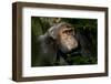 Africa, Uganda, Kibale National Park. An adult male chimpanzee looks upward.-Kristin Mosher-Framed Photographic Print