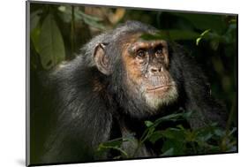 Africa, Uganda, Kibale National Park. An adult male chimpanzee looks upward.-Kristin Mosher-Mounted Photographic Print