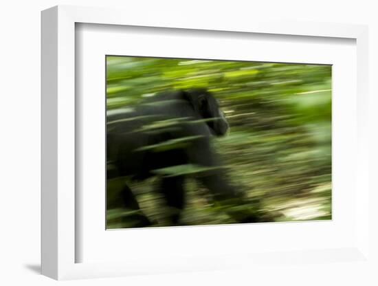 Africa, Uganda, Kibale National Park. An adult male chimpanzee traveling.-Kristin Mosher-Framed Photographic Print