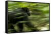 Africa, Uganda, Kibale National Park. An adult male chimpanzee traveling.-Kristin Mosher-Framed Stretched Canvas