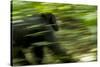 Africa, Uganda, Kibale National Park. An adult male chimpanzee traveling.-Kristin Mosher-Stretched Canvas