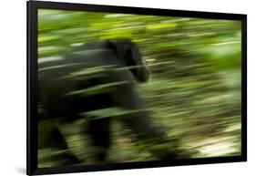 Africa, Uganda, Kibale National Park. An adult male chimpanzee traveling.-Kristin Mosher-Framed Photographic Print