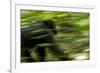 Africa, Uganda, Kibale National Park. An adult male chimpanzee traveling.-Kristin Mosher-Framed Premium Photographic Print