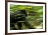 Africa, Uganda, Kibale National Park. An adult male chimpanzee traveling.-Kristin Mosher-Framed Premium Photographic Print