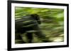 Africa, Uganda, Kibale National Park. An adult male chimpanzee traveling.-Kristin Mosher-Framed Premium Photographic Print