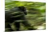 Africa, Uganda, Kibale National Park. An adult male chimpanzee traveling.-Kristin Mosher-Mounted Premium Photographic Print