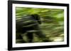 Africa, Uganda, Kibale National Park. An adult male chimpanzee traveling.-Kristin Mosher-Framed Photographic Print