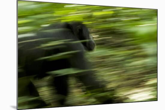 Africa, Uganda, Kibale National Park. An adult male chimpanzee traveling.-Kristin Mosher-Mounted Photographic Print