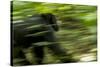 Africa, Uganda, Kibale National Park. An adult male chimpanzee traveling.-Kristin Mosher-Stretched Canvas