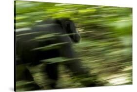 Africa, Uganda, Kibale National Park. An adult male chimpanzee traveling.-Kristin Mosher-Stretched Canvas