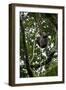 Africa, Uganda, Kibale National Park. An infant chimpanzee climbs a vine.-Kristin Mosher-Framed Photographic Print