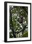 Africa, Uganda, Kibale National Park. An infant chimpanzee climbs a vine.-Kristin Mosher-Framed Photographic Print