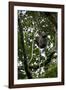 Africa, Uganda, Kibale National Park. An infant chimpanzee climbs a vine.-Kristin Mosher-Framed Photographic Print