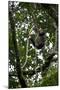 Africa, Uganda, Kibale National Park. An infant chimpanzee climbs a vine.-Kristin Mosher-Mounted Photographic Print