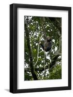 Africa, Uganda, Kibale National Park. An infant chimpanzee climbs a vine.-Kristin Mosher-Framed Photographic Print