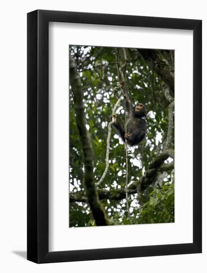 Africa, Uganda, Kibale National Park. An infant chimpanzee climbs a vine.-Kristin Mosher-Framed Photographic Print