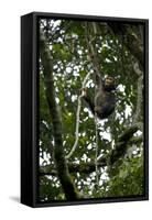 Africa, Uganda, Kibale National Park. An infant chimpanzee climbs a vine.-Kristin Mosher-Framed Stretched Canvas