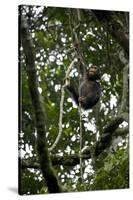 Africa, Uganda, Kibale National Park. An infant chimpanzee climbs a vine.-Kristin Mosher-Stretched Canvas