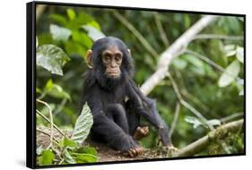 Africa, Uganda, Kibale National Park. An infant chimpanzee pauses briefly during play.-Kristin Mosher-Framed Stretched Canvas