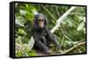 Africa, Uganda, Kibale National Park. An infant chimpanzee pauses briefly during play.-Kristin Mosher-Framed Stretched Canvas