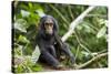 Africa, Uganda, Kibale National Park. An infant chimpanzee pauses briefly during play.-Kristin Mosher-Stretched Canvas