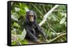 Africa, Uganda, Kibale National Park. An infant chimpanzee pauses briefly during play.-Kristin Mosher-Framed Stretched Canvas