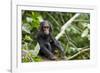 Africa, Uganda, Kibale National Park. An infant chimpanzee pauses briefly during play.-Kristin Mosher-Framed Photographic Print