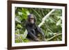 Africa, Uganda, Kibale National Park. An infant chimpanzee pauses briefly during play.-Kristin Mosher-Framed Photographic Print