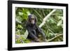 Africa, Uganda, Kibale National Park. An infant chimpanzee pauses briefly during play.-Kristin Mosher-Framed Photographic Print