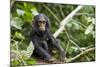 Africa, Uganda, Kibale National Park. An infant chimpanzee pauses briefly during play.-Kristin Mosher-Mounted Photographic Print