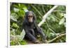 Africa, Uganda, Kibale National Park. An infant chimpanzee pauses briefly during play.-Kristin Mosher-Framed Photographic Print