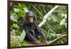 Africa, Uganda, Kibale National Park. An infant chimpanzee pauses briefly during play.-Kristin Mosher-Framed Photographic Print