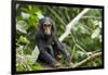 Africa, Uganda, Kibale National Park. An infant chimpanzee pauses briefly during play.-Kristin Mosher-Framed Photographic Print