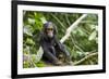 Africa, Uganda, Kibale National Park. An infant chimpanzee pauses briefly during play.-Kristin Mosher-Framed Premium Photographic Print