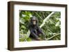 Africa, Uganda, Kibale National Park. An infant chimpanzee pauses briefly during play.-Kristin Mosher-Framed Photographic Print