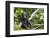 Africa, Uganda, Kibale National Park. An infant chimpanzee pauses briefly during play.-Kristin Mosher-Framed Photographic Print