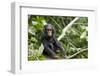 Africa, Uganda, Kibale National Park. An infant chimpanzee pauses briefly during play.-Kristin Mosher-Framed Photographic Print