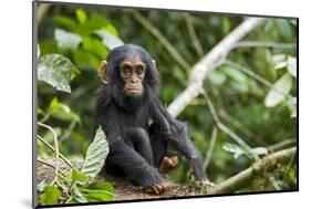 Africa, Uganda, Kibale National Park. An infant chimpanzee pauses briefly during play.-Kristin Mosher-Mounted Photographic Print